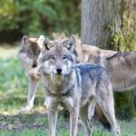 Le loup en France : mensonges et trahisons.