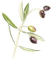 Un olivier béni par Jean-Paul II, seul à porter des fruits