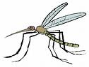 Invasion de moustiques dans le Val-d’Orge