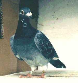 Un Pigeon, en « Garde à Vue », pour Trafic De Drogue!!