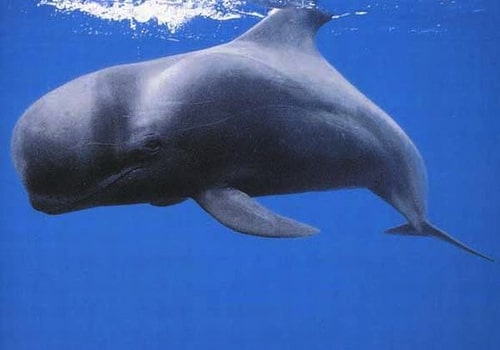 Massacre de dauphins aux îles Féroé