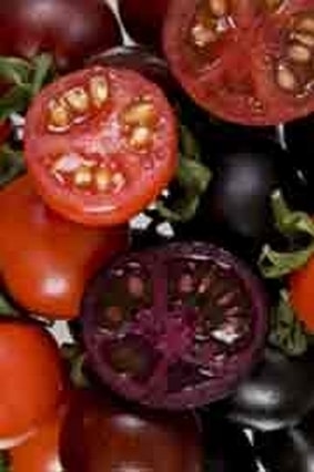 Une tomate OGM contre le cancer