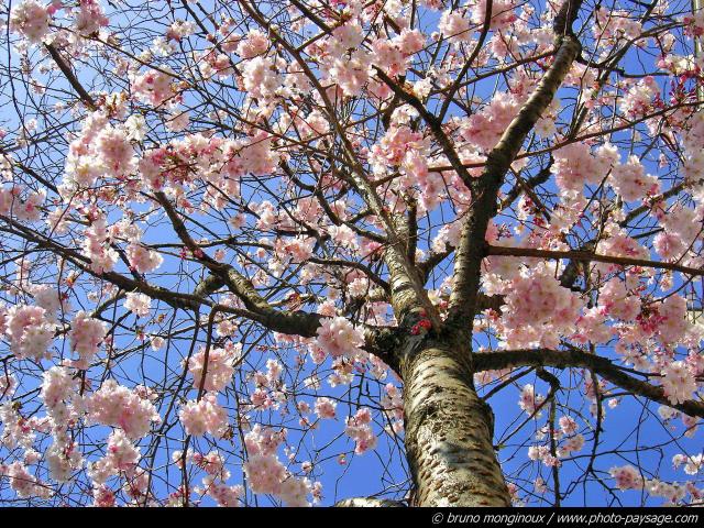 normal_printemps-arbre-fleurs-4.jpg