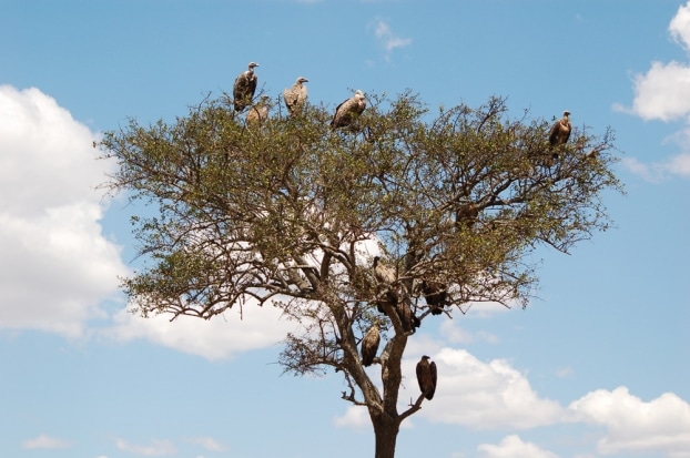 kenya-masai-mara-vautour-resize.jpg