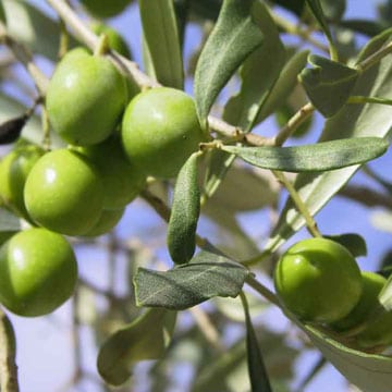 C’est le temps des olives!