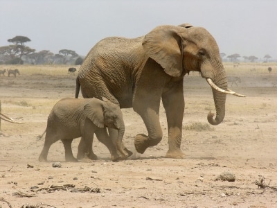 Vacances et safari, un vrai bonheur!