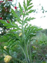 Ambroisie : nectar des Dieux ou mauvaise herbe ?