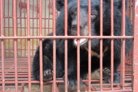 Vietnam : Des ours sauvés de la torture et de la mort