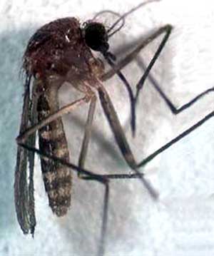 Le moustique vecteur du chikungunya est de retour en métropole