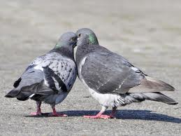 Le saviez-vous ? Un bon pigeon est un pigeon mort…