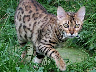le chat du Bengale : un solitaire dans la jungle