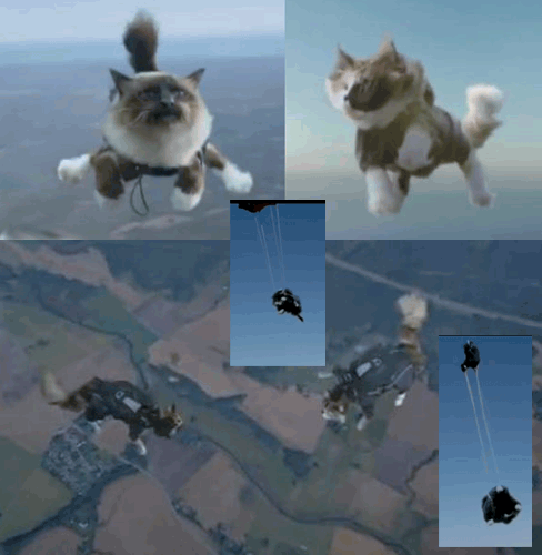 Suède : lâcher de chats en parachutes !