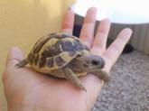 10 raisons d’avoir une tortue à la maison !