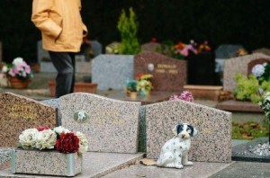 Des animaux bénéficient des mêmes obsèques que les personnes;
