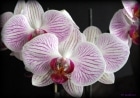 Des variétés d’orchidées toutes très belles.