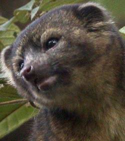 Colombie  : l’olinguito, une nouvelle espèce animale découverte….