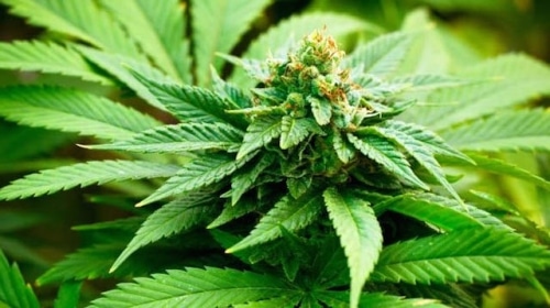 Marijuana : ira t- on vers la légalisation au Canada ?