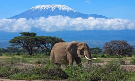 Le safari Tanzanie : voyage touristique de découverte