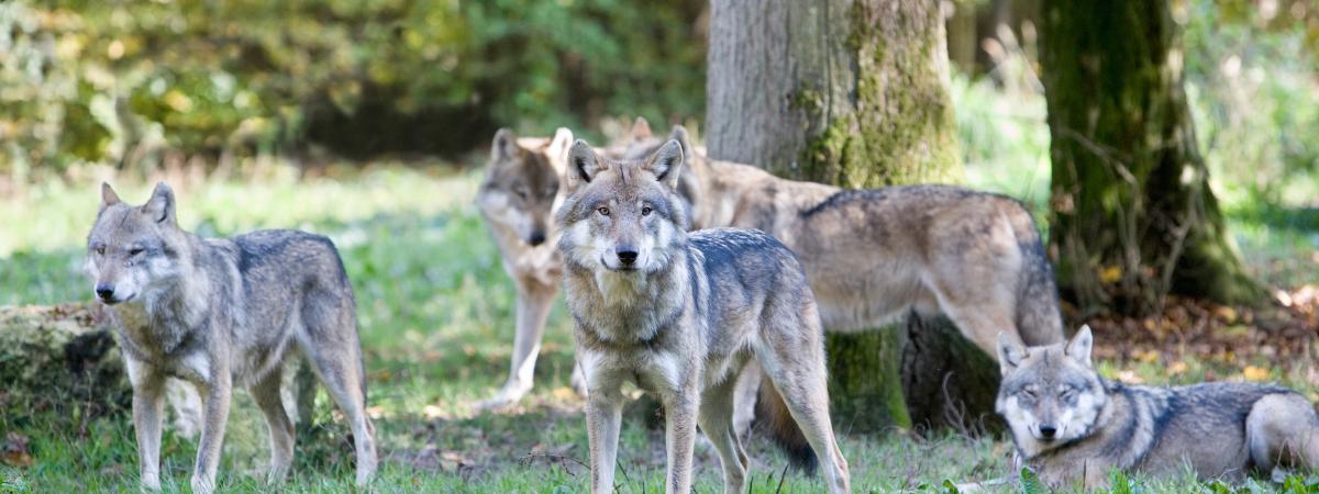 Le loup en France : mensonges et trahisons.