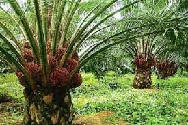 L’huile de palme
