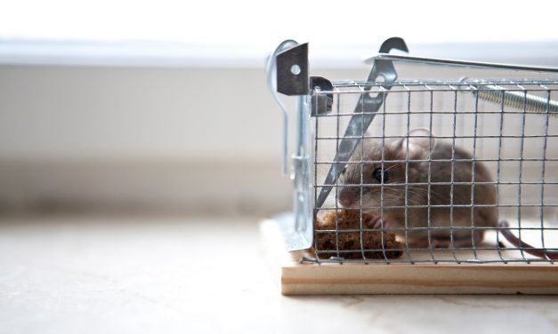 Comment se débarrasser de souris dans sa maison ?